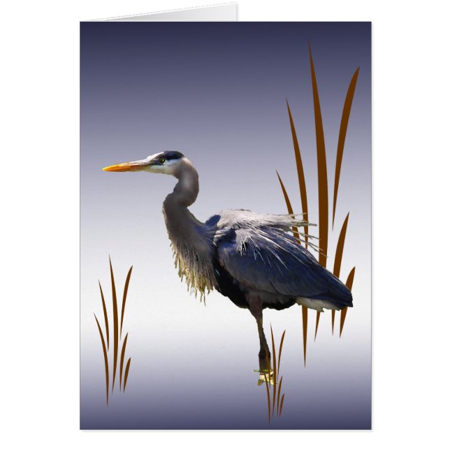 Carte blanche Great Blue Heron (Devant)