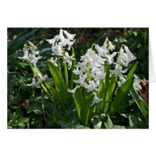 Carte blanche Hyacinths