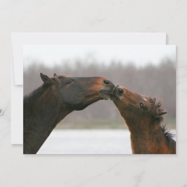 Carte blanche Kissing Horses (Devant)