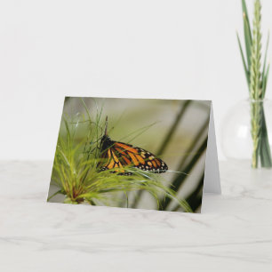 Carte blanche Monarch Butterfly