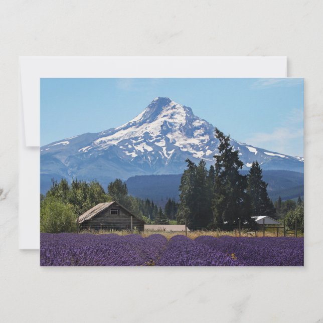 Carte blanche Mt Hood Lavender Fields (Devant)
