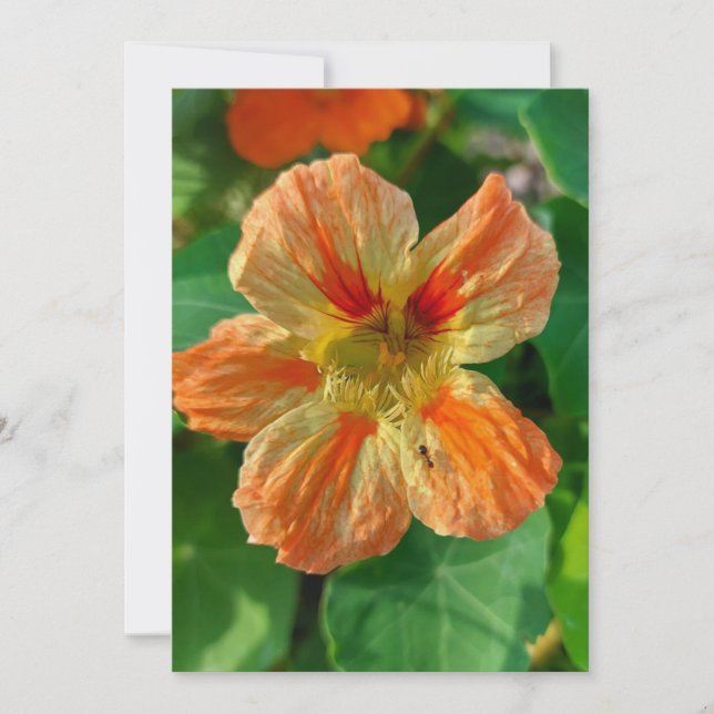 Carte blanche Nasturtium Fleur Orange (Devant)