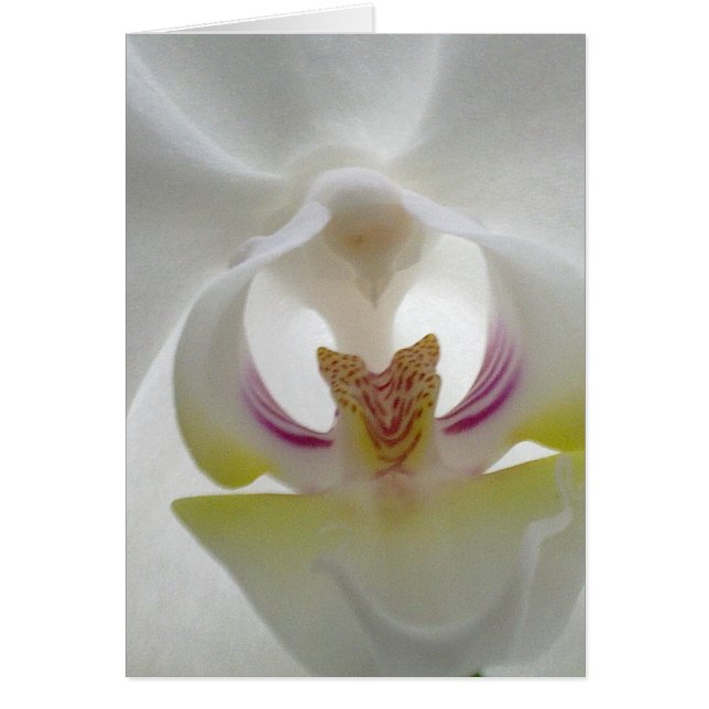 Carte blanche orchidée (Devant)