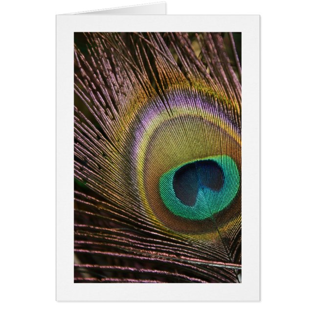 Carte blanche Peacock Feather (Devant)