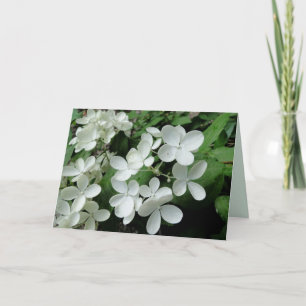 Carte blanche Pee Gee Hydrangea Flowers Blank Note