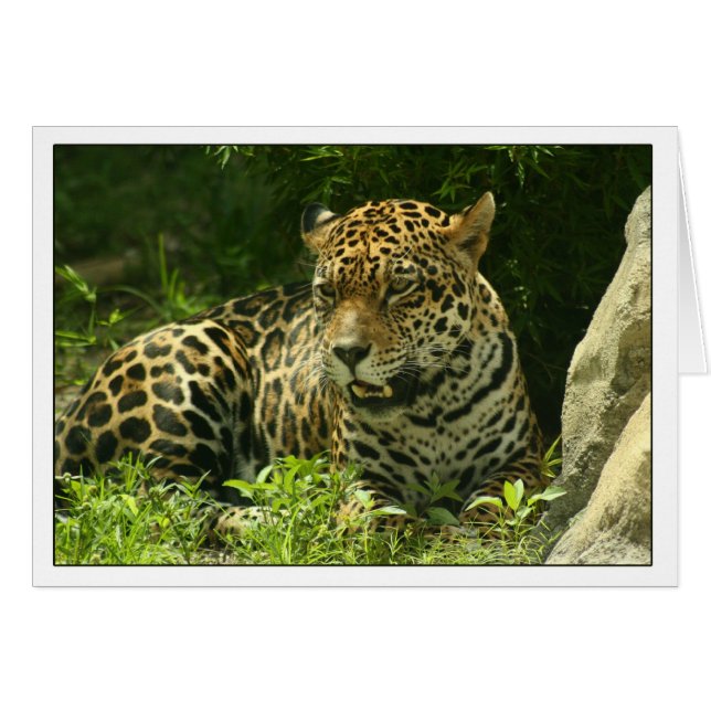 Carte blanche - Photo Jaguar (Devant horizontal)