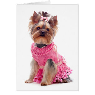 Carte blanche pour chien chiot Yorkshire Terrier
