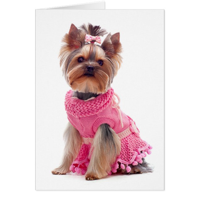 Carte blanche pour chien chiot Yorkshire Terrier (Devant)