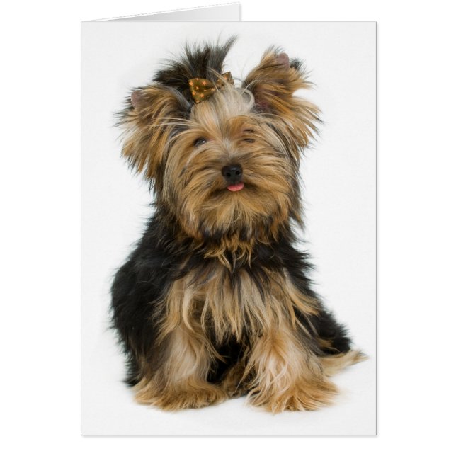 Carte blanche pour chien chiot Yorkshire Terrier (Devant)