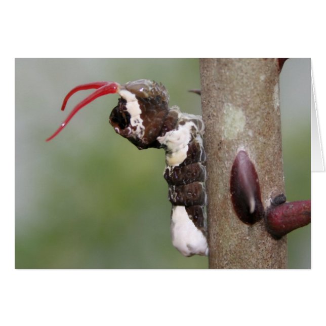 Carte blanche pour papillon à queue nue géante (Devant horizontal)