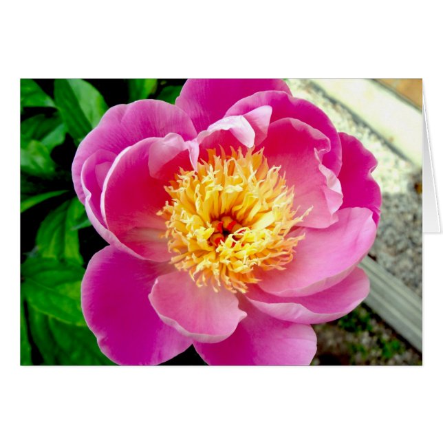 Carte blanche rose Peony (Devant horizontal)
