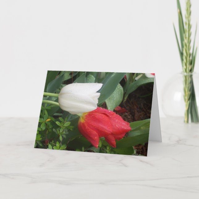 carte blanche rouge de tulipe (Devant)