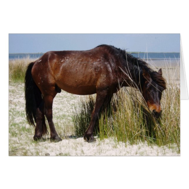 Carte blanche Shackleford Bank WIld Horse (Devant horizontal)