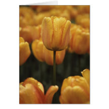 Carte blanche Tulipes Jaunes