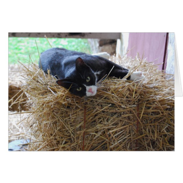 Carte blanche Tuxedo Cat (Devant horizontal)