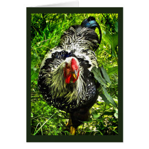 Carte blanche verte à coq argenté Laced Wyandotte