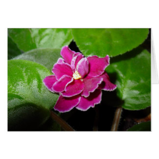 Carte blanche violette rose africaine