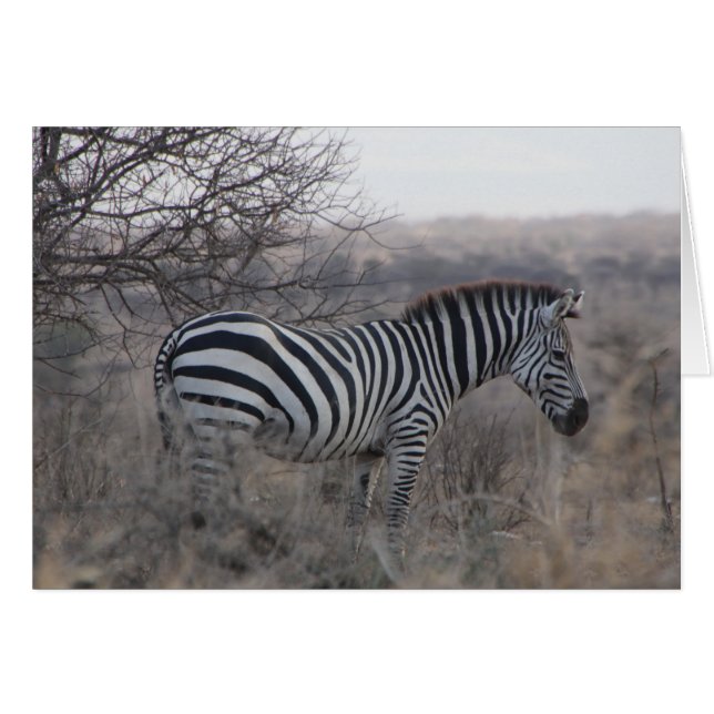 Carte blanche Zebra (Devant horizontal)