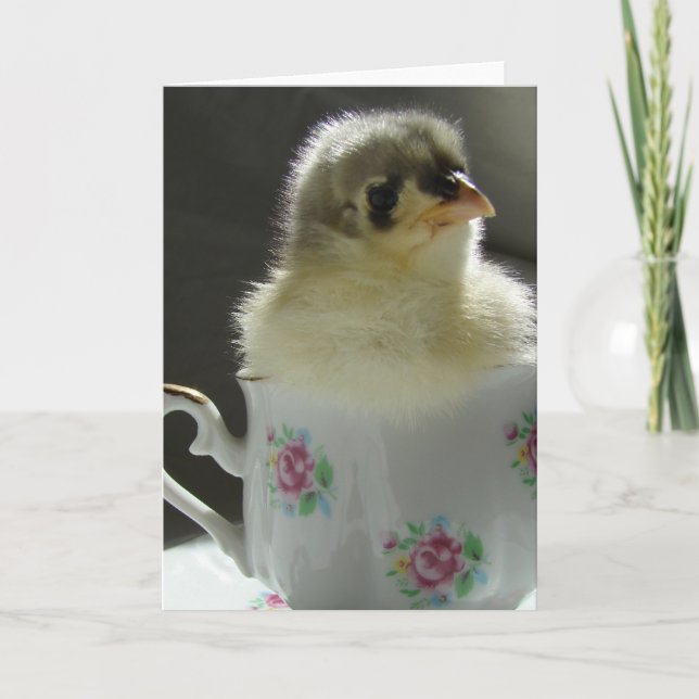 Carte Bleu Cochin Chick dans une Teup (Devant)