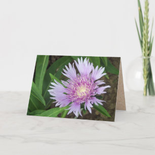 Carte Bleu Danube Stokes Aster Flower