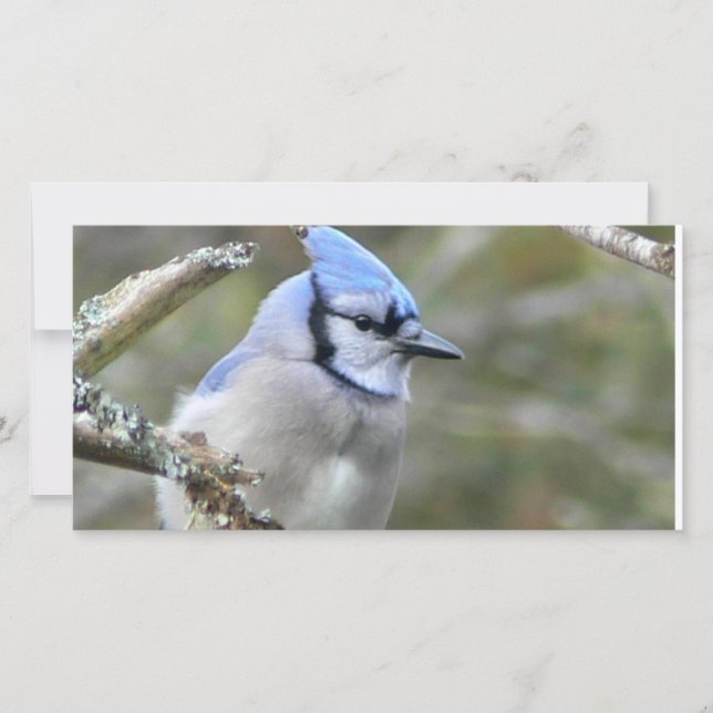 Carte Bleu Jay (Devant)