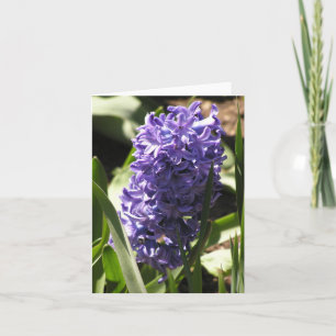 carte bleue Hyacinth