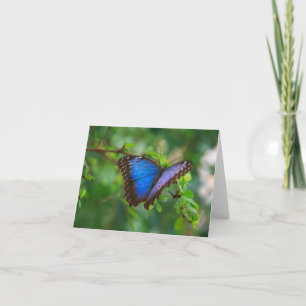 Carte Bleue Papillon Morpho