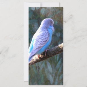 Carte Blue Budgie Bird