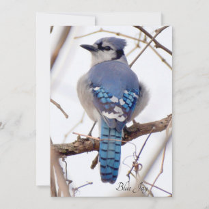Carte Blue Jay Flat Card