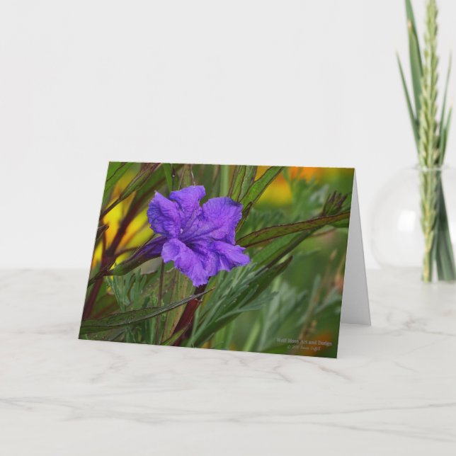 Carte Blue Mexican Petunia Flower (Devant)