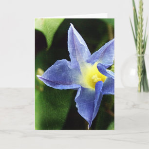 Carte Blue Morning Glory Flower