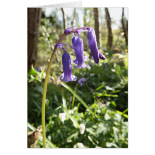 Carte Bluebells Bluebells