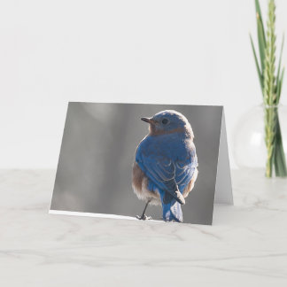 Carte Bluebird