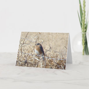 Carte Bluebird & Cardinal, Life Is A Song Sing It!