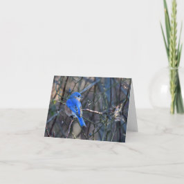 Carte Bluebird of Happiness Grey Card