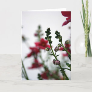 Carte Blur rouge Diascia 1 Floral Photographie