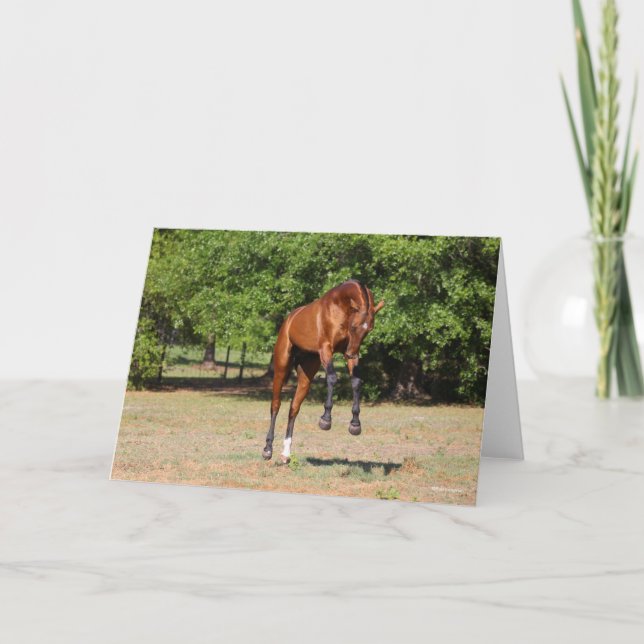 Carte Bob Langrish | Akhal Teke Stallion Leaping (Devant)