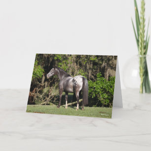 Carte Bob Langrish   Appaloosa