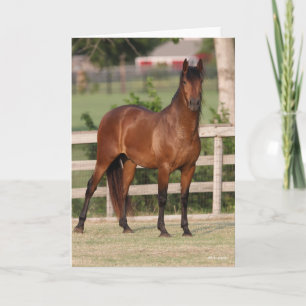 Carte Bob Langrish   Baie Andalousie debout