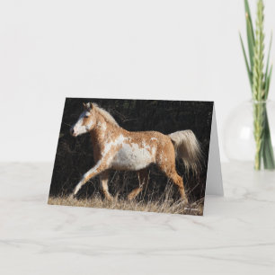 Carte Bob Langrish Bashkir Curly Horse Stallion Marcher