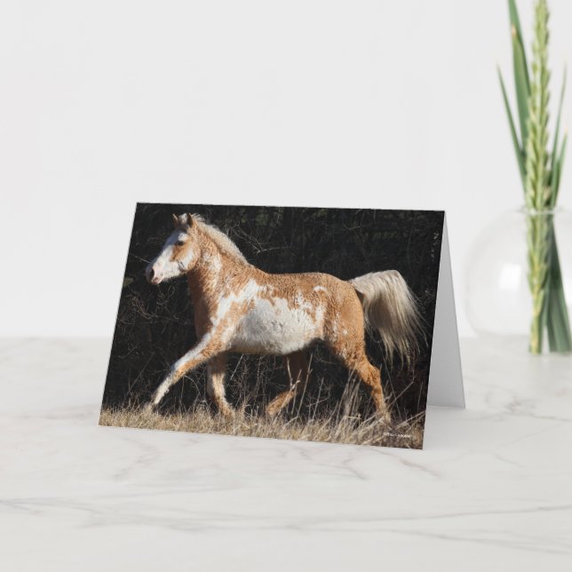 Carte Bob Langrish Bashkir Curly Horse Stallion Marcher (Devant)
