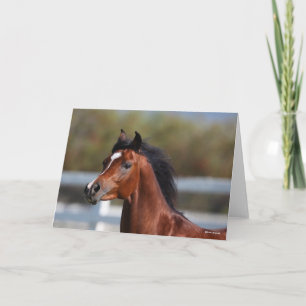 Carte Bob Langrish Bay Arab Colt Headshot
