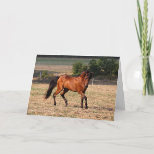 Carte Bob Langrish   Bay Arab Walking