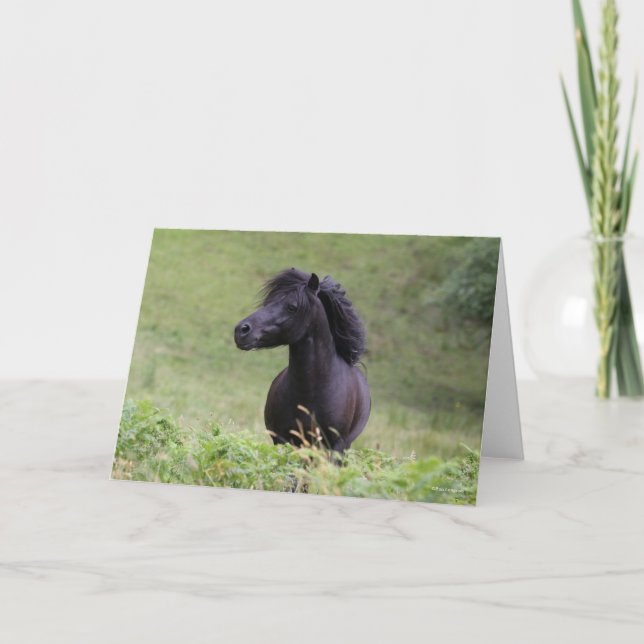 Carte Bob Langrish Black Shetland Pony Stallion Headshot (Devant)
