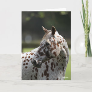 Carte Bob Langrish   Capture d'écran Appaloosa Standing