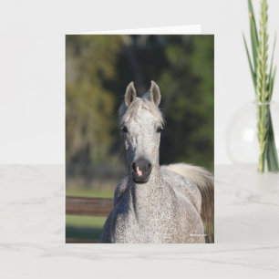 Carte Bob Langrish   Capture d'écran arabe gris