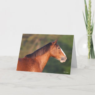 Carte Bob Langrish   Capture d'écran de Bay Clydesdale