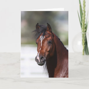 Carte Bob Langrish   Capture d'écran du Colt arabe Bay