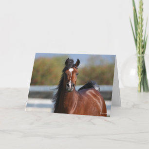 Carte Bob Langrish   Capture d'écran du Colt arabe Bay