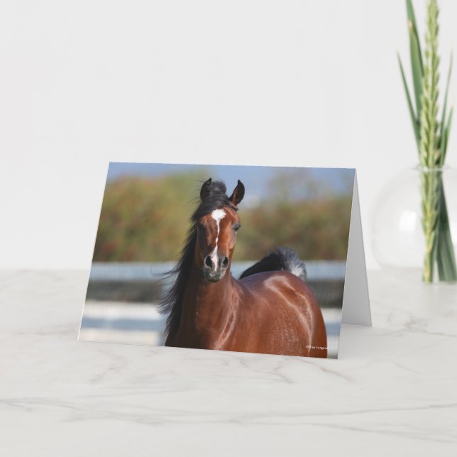 Carte Bob Langrish | Capture d'écran du Colt arabe Bay (Devant)